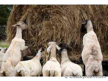 Hailstorms and heavy rain batter Sask. crops
