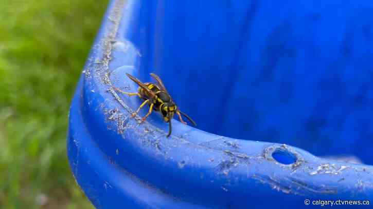 Summer influx of wasps a nuisance for Albertans