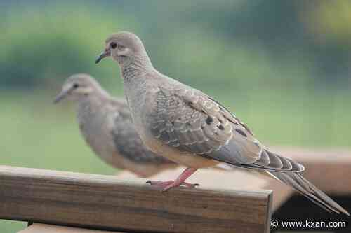 Texas' dove season opens Sunday