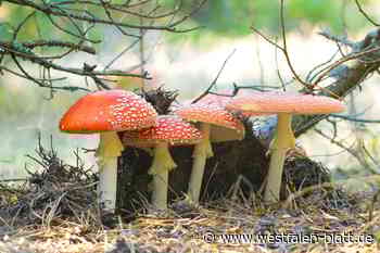 Pilze wachsen im Kreis Höxter: Vorsicht ist geboten