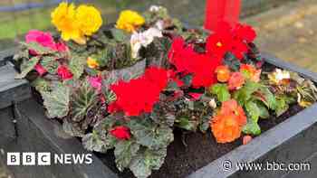 Platform plants 'poisoned by peeing passengers'