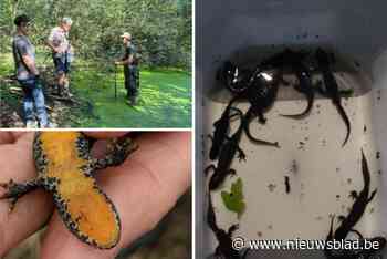 Vrijwilligers zoeken 10.000 euro om poel in Kauwendaal in ere te herstellen: “Geschikte habitat voor beschermde kamsalamander”