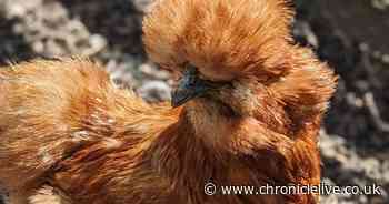 Ouseburn Farm bosses say raiders stole eight rare breed chickens and appeal for help bringing them home