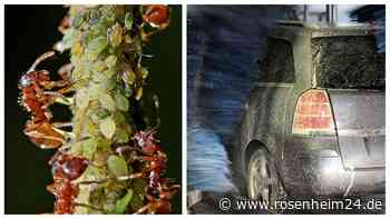 Klebrige Angelegenheit: Wie Ihr Euer Auto vor Honigtau schützen könnt