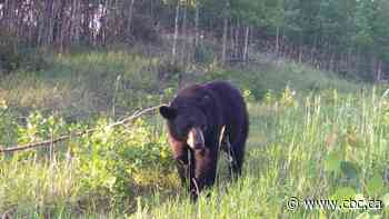Q&A: What will more bears mean for a unique habitat near Edmonton?