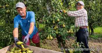 Pensionado’s Geert en Joop plukken zich suf, maar niet voor het geld: ze zoeken iets heel anders