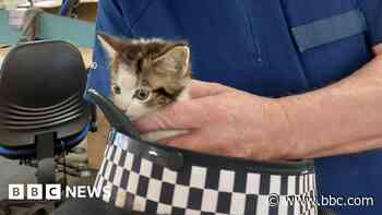 'Mystery' kitten rescued from police car's engine