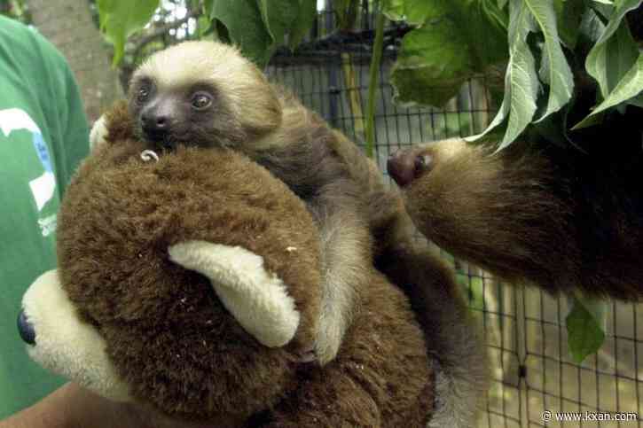 What is the Oropouche virus, also known as sloth fever?