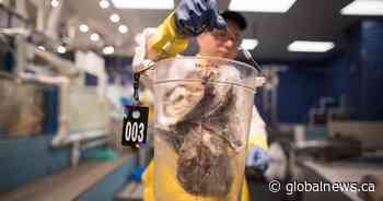 Research crucial to stop parasite from destroying P.E.I. oyster industry: minister