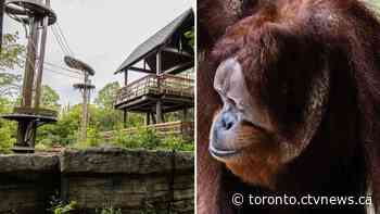 Orangutan swung in 'cartwheel-like motion' before climbing down tower to escape: Toronto Zoo
