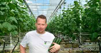 Onopvallende en saaie komkommer nu ineens razend populair: prijzen schieten door het dak