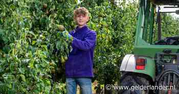 Fruit plukken, dat doen toch alleen Oost-Europeanen en scholieren? Dan vergeet je deze type plukkers