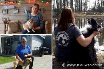 Dierenasielen krijgen steeds vaker te maken met liegende baasjes: “Verbazingwekkend hoeveel mensen plots allergisch zijn voor hun hond”