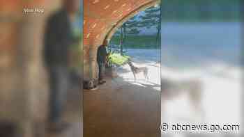 WATCH:  Singing dog joins in with sax player