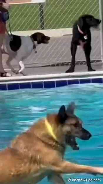 WATCH:  These dogs in a pool are my brain when I'm trying to have a relaxing weekend