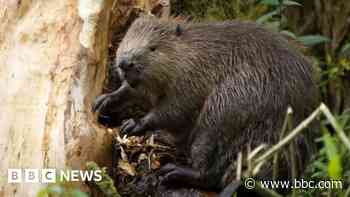 Beavers should be reintroduced in wild 'carefully'