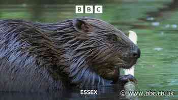 Could beavers roam wild in Essex once more?