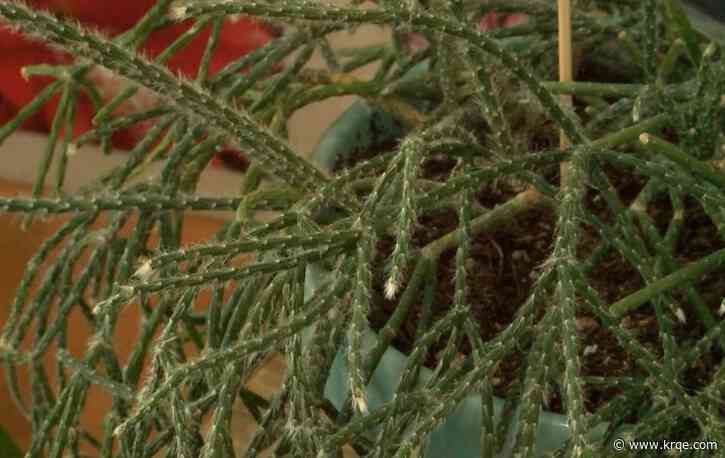Plant lovers visit Cactus and Succulent Society of New Mexico exhibit