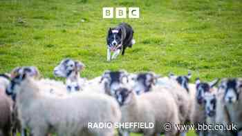 Sheepdogs on show in the Peak District