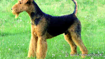 Airedale Terrier: storia e caratteristiche della razza