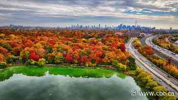 Fall colours could end faster in Ontario due to summer flash floods