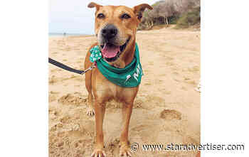 Humane Society launches day-trip program for dogs