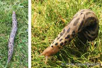 “Het leek wel een kleine slang”: vrouw vindt tijgerslak van meer dan 20 centimeter in haar tuin