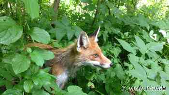 Tückischer Parasit aus dem Wald: Fuchsbandwurm: Darum ist er jetzt so gefährlich