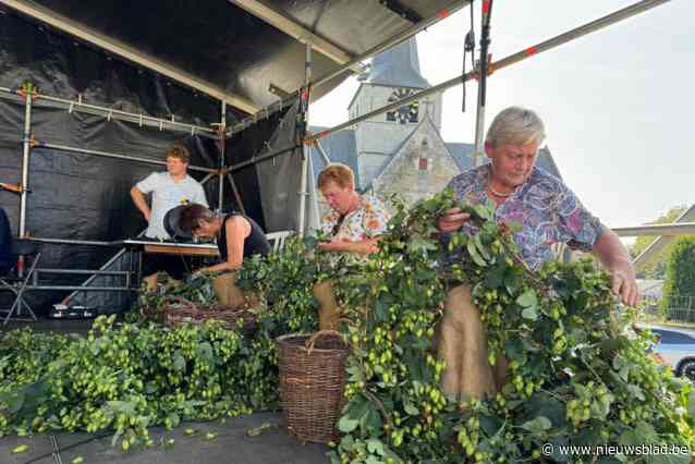 “Kwartier tijd om zoveel mogelijk belletjes te plukken”: tientallen deelnemers aan hopplukwedstrijd op dorpsplein