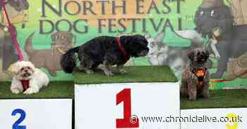 26 photos of dogs enjoying a day out at the North East Dog Festival