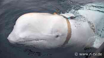 Kadaver vor Norwegen entdeckt: Mutmaßlicher russischer Spionagewal Hvaldimir ist tot