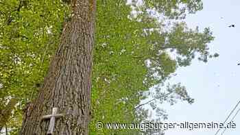 Klimawandel: Pappelfällungen aus Kostengründen sind ein falsches Signal