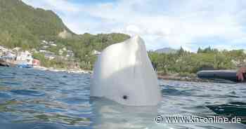 Tot in Norwegen entdeckt: Russischer Spionagewal Hvaldimir gestorben