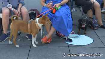 M HKA nodigt hondjes uit voor speciaal concert: “Ze was echt aan het luisteren”