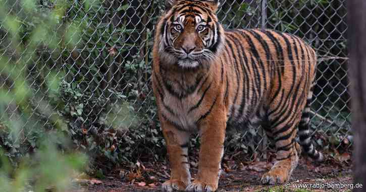 Tiger greift in australischem Freizeitpark Pflegerin an