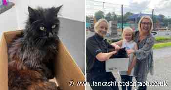 Cat reunited with owners after going missing NINE years ago