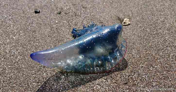 Dutzende «Bluebottles» angespült: Quallenalarm auf Phuket