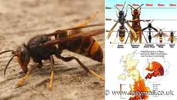 Urgent warning to Britons over an invasion of Asian hornets: Experts warn at least 25 have already been identified in the UK this year - here's how to spot the terrifying pest