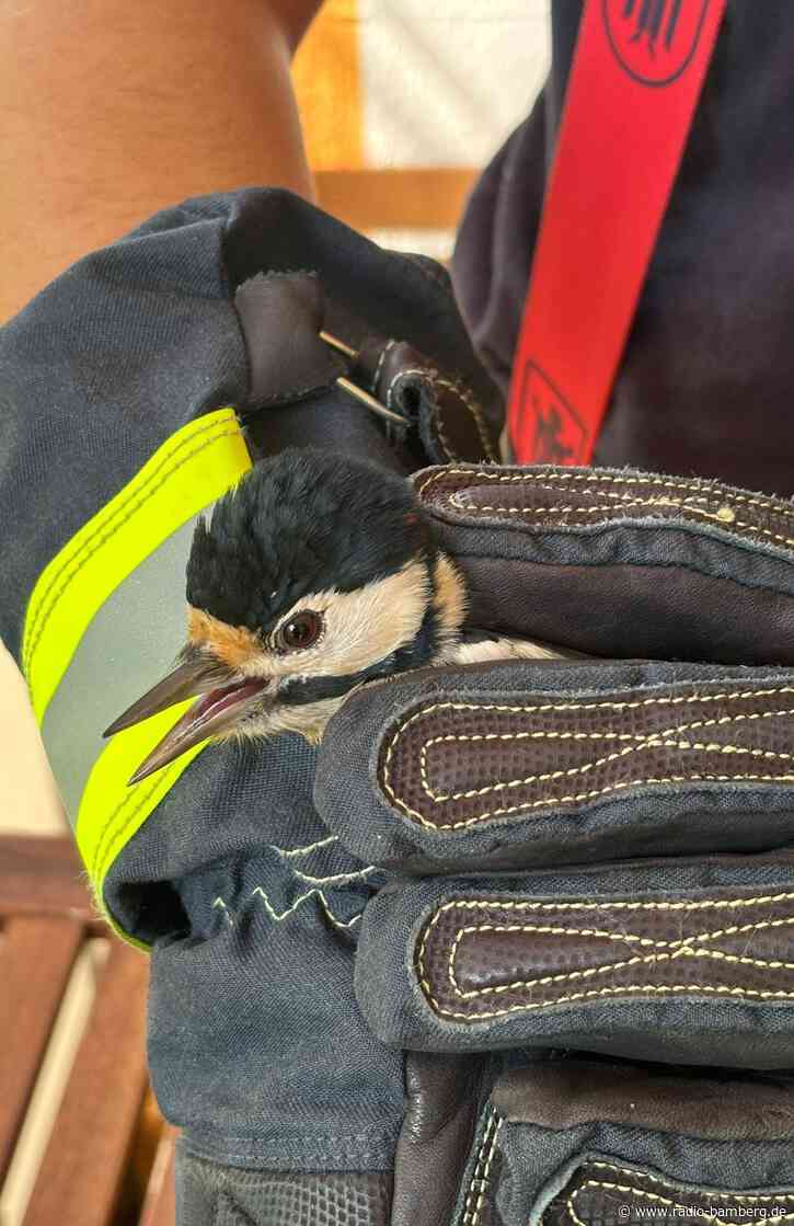 Feuerwehr rettet Specht von Balkon