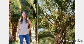 "We willen een wereldwijde leverancier van dadels worden"