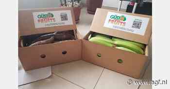 Groeiende vraag naar Panamese bakbananen in Europa