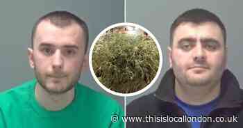 Drug dealers jailed after huge cannabis farm discovered