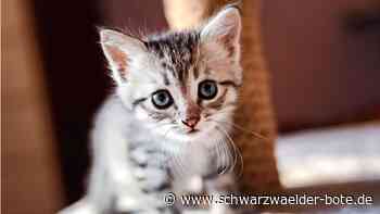 Tierrettungsstation in Neuhengstett: Wohin bloß mit all den Katzen?