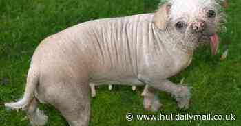 East Yorkshire’s Peggy a hard act to follow as search resumes for Britain’s ugliest dog