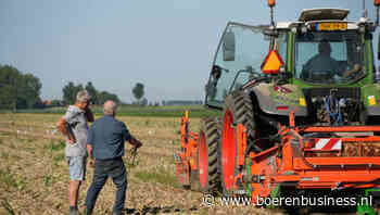 Gemis aan nagroei maakt van uienoogst geen topper