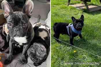 Parket vraagt zware straf voor petsitter die Franse buldog in de hitte ‘doodwandelde’