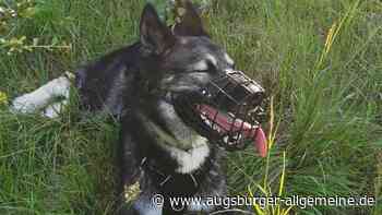 Nach Schüssen eines Jägers: Hund Simba ist spurlos verschwunden
