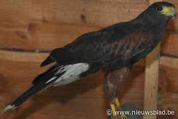Woestijnbuizerd jaagt nu al maand op kippen in Groot-Zandhoven