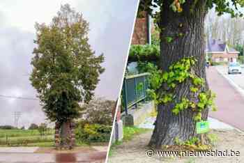 Stad verkiest opnieuw mooiste boom van Mechelen: “Iedereen kan een boom nomineren”