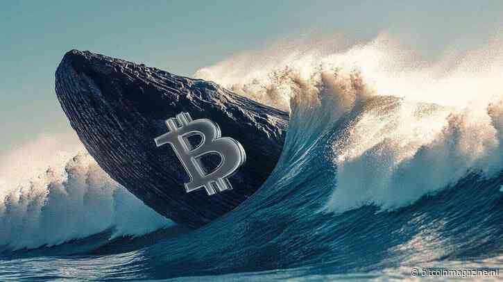 Bitcoin whales versterken grip: aantal wallets met 100+ BTC bereikt hoogste punt in 17 maanden